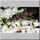 Cratichneumon sicarius - Schlupfwespe m01b 13mm - Sandgrube Niedringhaussee - auf wilder Moehre det06.jpg